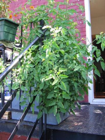 projet de jardin de balcon 